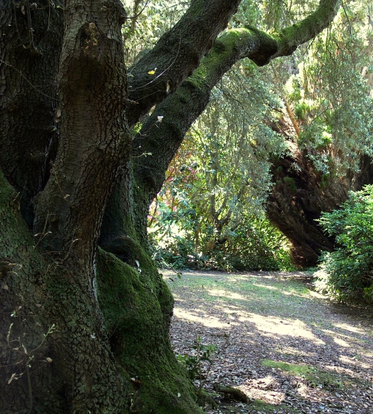 Bois des Moutiers (314) Mai 2012